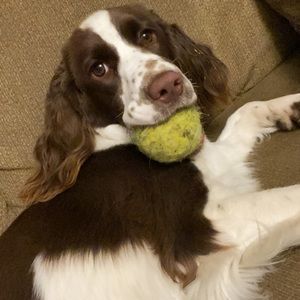 Meet your Posher, Gracie